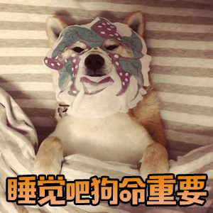 柴犬盖脸睡觉表情包：睡觉吧狗命重要