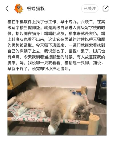这是一张小红书用户“极端猫权”的发文截图，属于典型的小猫文学内容。页面上方是创作者发布的文字内容，以拟人化的视角讲述了一只灰色小猫找到一份在高级写字楼当擦脚垫的工作，早十晚九薪资六块二，因为本身是灰色蹭了鞋底灰也看不出而被顺利录取，下班回家后小猫说脚爪被故意踩了很痛，当主人要查看的时候又说早就不疼了，偷偷小声流泪的故事；文字下方搭配了一张布偶猫四仰八叉躺在印有桃子图案的木制猫吊床上的实拍照片，猫咪睁着眼睛看向镜头。