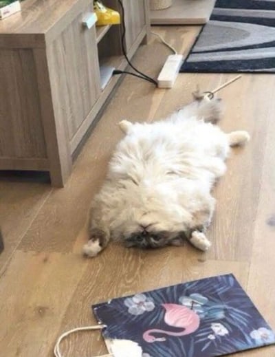 一只毛茸茸的白色长毛猫四脚朝天躺在木质地板上，露出圆滚滚的肚皮，表情放松惬意。背景可见木质橱柜、插线板及一块印有粉色火烈鸟图案的小地垫，整体画面温馨治愈，充满生活气息。