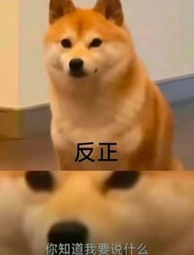 图片分为上下两部分，上半部分是一只柴犬端坐的画面，表情平静淡然，胸前叠加文字“反正”；下半部分为柴犬面部特写，镜头拉近聚焦于其口鼻区域，叠加文字“你知道我要说什么”。整体通过柴犬淡定的神态与文字结合，营造出一种“无需多言你已懂我”的幽默共鸣感，常用于表达心照不宣的调侃或无奈情绪。