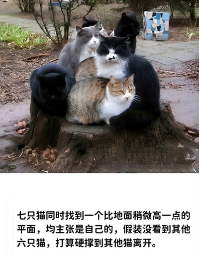 图片展示了七只不同毛色的猫咪（包括黑猫、灰猫、橘白相间猫等）挤在一个树桩上的有趣场景。它们姿态各异，有的闭目养神，有的眼神淡定，仿佛都在假装没看见彼此，各自占据树桩的一席之地。图片下方配有文字：'七只猫同时找到一个比地面稍微高一点的平面，均主张是自己的，假装没看到其他六只猫，打算硬撑到其他猫离开。' 整体画面充满生活气息和幽默感，展现了猫咪们可爱又固执的一面。