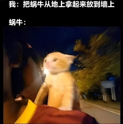 图片上方有两行文字，分别是“我：把蜗牛从地上拿起来放到墙上”和“蜗牛：”。下方是一张夜间拍摄的照片，画面中一只黄色的小猫正抬头注视着前方，背景有模糊的树木和道路，整体画面略带晃动。通过将蜗牛的反应拟人化为小猫的困惑表情，形成幽默效果，暗示蜗牛被放到墙上后的迷茫状态。