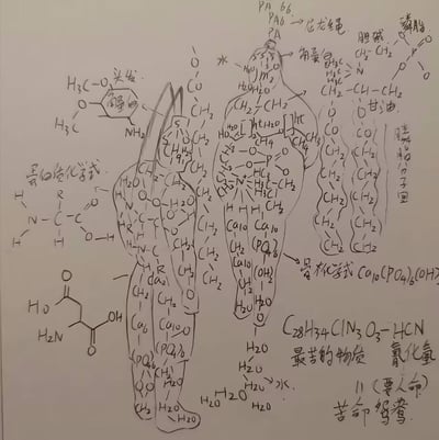 这是一张充满化学趣味的原创手绘涂鸦，以人体轮廓为载体，在不同部位填充了对应（或关联）的化学物质结构式与知识点：
1. 头部标注头发对应的角鲨烯结构式、角蛋白相关标注；
2. 骨骼部分标注了骨骼的主要组成成分羟基磷灰石的化学式Ca₁₀(PO₄)₆(OH)₂，还有Ca₁₀、PO₄的补充标注；
3. 肌肉、躯干等部位填充了氨基酸通式、蛋白质肽链结构、磷脂（胆碱磷脂）的完整结构式；
4. 额外标注了PA6（尼龙绳）、被称为“最苦的物质”的C₂₈H₃₄ClN₃O₃、氰化氢（HCN），以及甘油、长链脂肪酸分子团等化学物质；
整体将人体解构为化学分子集合，是化学爱好者或学生创作的科普向创意手绘，无谐音梗或双关内容，硬核又有趣。