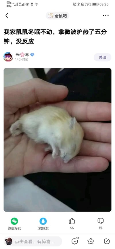 这是一张百度贴吧“仓鼠吧”的帖子截图，用户“恶🌸毒”发布了该内容，称自家浅色仓鼠进入冬眠状态后一动不动，于是用微波炉加热了五分钟，仓鼠依旧没有反应。配图是一只已经失去生命体征的浅色仓鼠，躺在人类的手掌中，仓鼠身体瘫软，显然已经死亡。该内容展示了一种极端错误的宠物急救操作，仓鼠冬眠时应采用放置在温暖环境中缓慢升温的温和方式唤醒，微波炉加热会直接导致宠物死亡，这个案例可警示其他养宠人避免类似错误操作。