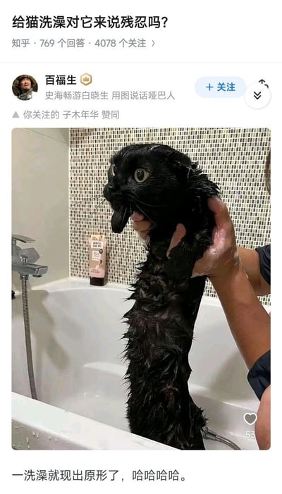知乎问题页面截图，标题为“给猫洗澡对它来说残忍吗?”。页面显示有769个回答和4078个关注。用户“百福生”发布的回答中包含一张黑猫洗澡的照片，猫表情惊恐，眼睛瞪大，舌头伸出。回答下方配文“一洗澡就现出原形了，哈哈哈哈。”