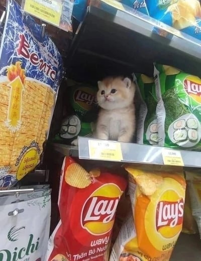超市的零食货架上，一只金黄色的小奶猫正乖巧地坐在绿色包装的乐事薯片中间。它仰着小脑袋，圆溜溜的眼睛好奇地打量着周围，被各种口味的薯片和零食包装袋环绕，画面十分治愈。小奶猫的柔软毛发与酥脆的薯片形成可爱对比，仿佛是货架上意外出现的萌物惊喜。