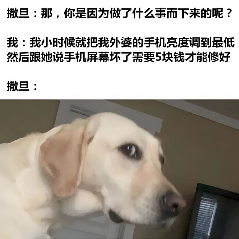 黄色拉布拉多犬