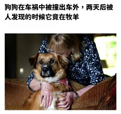 图片上方配有文字描述：'狗狗在车祸中被撞出车外，两天后被人发现的时候它竟在牧羊'。下方是一张实拍照片，一位金发女性穿着蓝色碎花衬衫，正坐在棕色沙发上拥抱一只棕黄色的狗狗，狗狗戴着红色项圈，眼神平静地看向前方，画面传递出失而复得的暖心氛围。