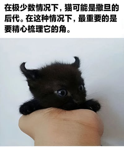 图片上方为黑色文字：“在极少数情况下，猫可能是撒旦的后代。在这种情况下，最重要的是要精心梳理它的角。”下方是一只被人捧在手心的黑色小猫，其耳朵尖端向上卷曲，形似微小的角，小猫有着圆溜溜的蓝色大眼睛，表情看起来十分无辜。文字的暗黑暗示与小猫的可爱外表形成强烈反差，营造出幽默搞笑的效果。