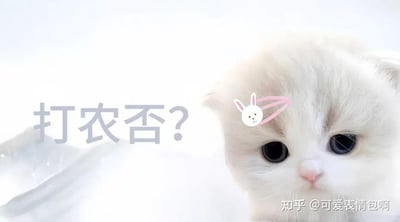 图片主体为一只白色猫咪，头部佩戴粉色兔子造型发夹，眼睛大而圆，表情呆萌地注视前方。左侧配有灰色半文半白风格文字'打农否?'，背景为浅色渐变。右下角有水印'知乎 @可爱表情包啊'。整体通过可爱猫咪形象与模仿'古风小生'梗的古典式问句结合，形成反差萌的幽默效果，是对网络流行梗的二次创作表情包。