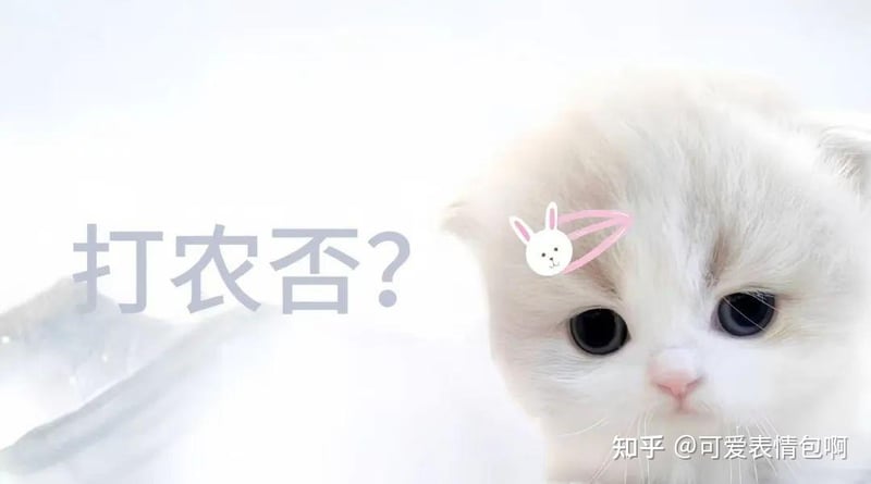 猫咪问'打农否?'表情包