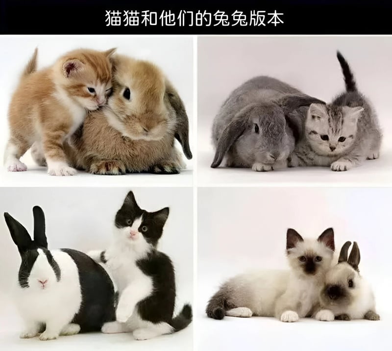 黑白奶牛