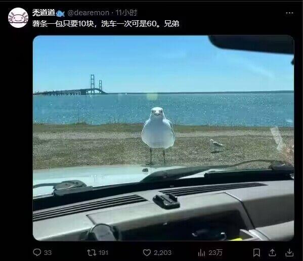 海鸥
