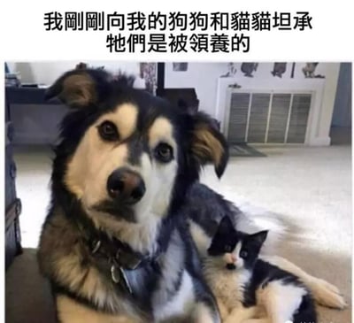 这是一张搞笑合成梗图，上方配有繁体中文文字：“我剛剛向我的狗狗和貓貓坦承牠們是被領養的”。图中一只毛发黑白棕相间的狗狗趴在地上，脸上露出错愕、难以置信的表情，身侧的黑白小猫也睁着圆溜溜的眼睛，一脸震惊，仿佛真的听懂了自己是被领养这件事，通过拟人化的方式，将动物的表情与文字内容结合，制造出滑稽搞笑的效果，戳中养宠人群的趣味点。