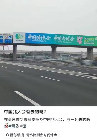 整张图为社交媒体发帖截图，分为上下两部分：上半部分是实拍的高速公路跨路广告牌，广告牌上标注将在2026年6月11日-14日于青岛举办中国猪博会、中国肉博会，还配有粉色小猪卡通吉祥物形象；下半部分是发帖人发布的内容，调侃将展会称为“中国猪大会”，询问有没有网友一同前往，附带#青岛、#猪的话题标签，下方还有平台推荐搜索项“青岛猪博会时间地点”。