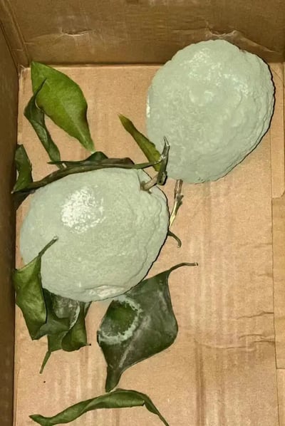图片是一箱坏掉的柠檬，柠檬和叶子上都长满了厚厚的白绿色毛霉，看起来像是水果变成了“毛球”，让人忍俊不禁又有点恐怖。常见于快递翻车或生鲜变质相关的生活吐槽场景。没有明显双关，但“长毛柠檬”视觉有反差萌，自带搞笑属性。