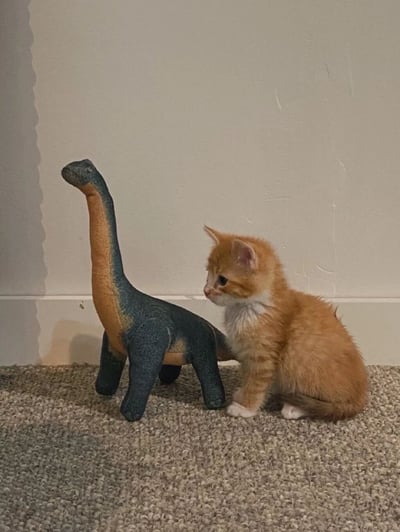 一只橘白相间的小猫正好奇地注视着旁边的恐龙玩具。小猫坐在地毯上，身体微微前倾，耳朵竖起，眼神专注。恐龙玩具有着长长的脖子和尾巴，身体呈蓝绿色，脖子为橙黄色，直立在小猫身旁。背景是浅色的墙壁，整个画面温馨可爱，展现了宠物与玩具之间有趣的互动场景。