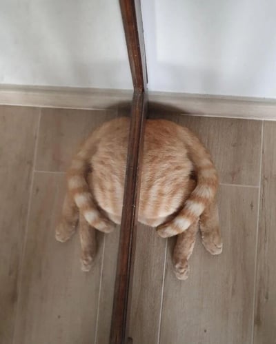 这张俯拍照片中，一只橘色虎斑猫正蜷缩成一个圆滚滚的毛球，安静地趴在浅棕色瓷砖地板上。猫咪的尾巴自然地环绕在身体周围，蓬松的毛发和条纹尾巴清晰可见。猫的侧面立着一面带木质边框的镜子，镜子垂直反射出猫咪的背部，形成了“两只橘猫背靠背”的趣味视觉效果。背景中白色的墙壁与地板的接缝处干净整洁，整体画面温馨治愈，展现了宠物日常的可爱瞬间。