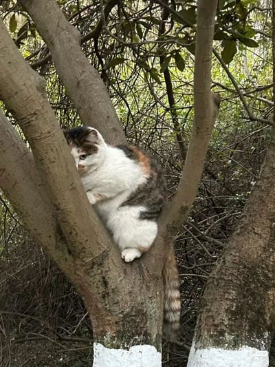 照片中一只橘白相间的胖猫正蜷缩在树杈之间，圆滚滚的身体紧紧贴在灰褐色的树干上，前爪牢牢抱住树枝，头部微微低垂，眼神带着一丝警惕与困惑。树干底部有白色涂漆，背景是茂密的绿色枝叶与干枯灌木丛，整体画面展现了猫咪攀爬树木时的憨态可掬，胖乎乎的体型与灵活的攀爬动作形成反差萌。