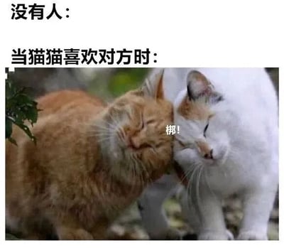 图片上方配有文字“没有人：”和“当猫猫喜欢对方时：”，下方是两只猫咪的实拍照片。一只橘猫和一只白猫亲密地互相蹭着头，双眼紧闭，表情十分惬意满足，在它们头部相蹭的位置有“梆!”的文字标注，模拟猫咪亲昵互动时的声音效果，整体画面温馨治愈，展现了猫咪之间喜爱对方时的可爱互动场景。