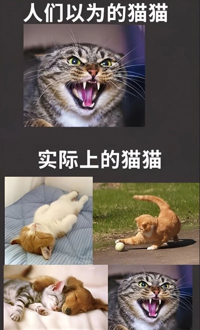 图片采用上下对比结构，上方标题为“人们以为的猫猫”，配有一张表情愤怒、张嘴露齿嘶吼的虎斑猫特写；下方标题为“实际上的猫猫”，包含四张图片：左上角是一只白橘猫仰躺安详熟睡，右上角是一只橘猫专注地用爪子拨弄网球，左下角是一只猫与小狗依偎着熟睡，右下角则重复使用了上方愤怒猫的图片。通过对比展现人们对猫咪“凶猛”的刻板印象与猫咪实际“可爱、慵懒、爱玩”的真实状态之间的反差萌。