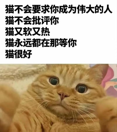 这是一张上下结构的图文混排梗图，上方是黑色文字列出猫咪的优点："猫不会要求你成为伟大的人，猫不会批评你，猫又软又热，猫永远都在那等你，猫很好"。下方是一只可爱的橘猫特写，它有着大大的圆眼睛，表情看起来有些好奇和无辜，整体给人温暖治愈的感觉。