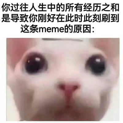 图片上方是一段引人深思的文字："你过往人生中的所有经历之和是导致你刚好在此时此刻刷到这条meme的原因:"，下方是一张近距离拍摄的白猫特写。猫咪有着异常大而圆的黑色眼睛，正直勾勾地盯着镜头，表情看起来既惊讶又略带困惑，形成一种有趣的反差萌效果。这种将哲学思考与可爱动物形象结合的方式，是社交媒体上常见的 meme 创作手法。