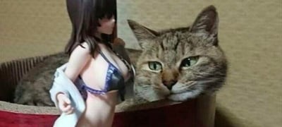 一只虎斑猫坐在红色猫窝里，绿色的眼睛带着冷漠的表情注视着旁边站立的动漫风格比基尼手办。手办穿着蓝色比基尼，肩上搭着一条白色毛巾，姿态自然。猫咪与手办的组合形成了一种有趣的反差萌场景。