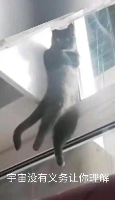 这是一张利用视觉错位效果的搞笑梗图，一只猫咪趴在玻璃上，由于拍摄角度的问题，它的肢体看起来像是长了三条腿，呈现出怪异滑稽的姿态。图片下方配文“宇宙没有义务让你理解”，用带有哲理感的句子调侃这只猫咪因错位带来的无法理解的怪异模样，同时也可以用来表达对生活中那些让人摸不着头脑、难以理解的人或事的无奈与调侃，反差感拉满，十分搞笑。