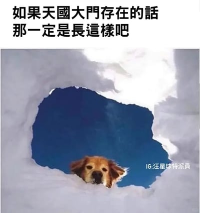 这是一张温馨治愈的宠物趣味梗图，上方配有文字“如果天国大门存在的话 那一定是长这样吧”。图片主体是一只金毛犬从白色的类似雪洞的洞口探出头，洞口后方是深蓝色的背景，视觉上仿佛是一扇通往天国的大门，狗狗就像是在天国大门后迎接的存在。整体画面将狗狗的可爱与温馨的文字结合，营造出天国是被可爱狗狗守护的温暖之地的氛围，治愈感拉满，很容易让喜欢宠物的人产生共鸣。