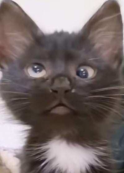 这是一张经过面部修改的黑白花色猫咪图片，猫咪的脸部被编辑后呈现出双眼位置怪异、嘴巴微张的震惊错愕神态，仿佛看到了极其意外的事物，画面充满荒诞搞笑的氛围，常被用作表情包来表达不敢相信、极度惊讶的情绪。
