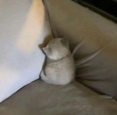一只浅灰色的小奶猫蜷缩在白色沙发的角落，背对着镜头，只露出圆滚滚的身体和小小的耳朵，看起来非常乖巧可爱。