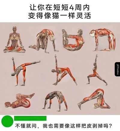 图片上方配有标题“让你在短短4周内变得像猫一样灵活”，下方是多张人体解剖示意图，展示了极度扭曲的高难度姿势，肌肉与骨骼结构清晰可见。底部配有文字“不懂就问，我也需要像这样把皮剥掉吗？”，通过将夸张的解剖图示与日常疑问结合，形成强烈反差萌，以幽默方式吐槽不切实际的“速成灵活”宣传，引发网友共鸣。