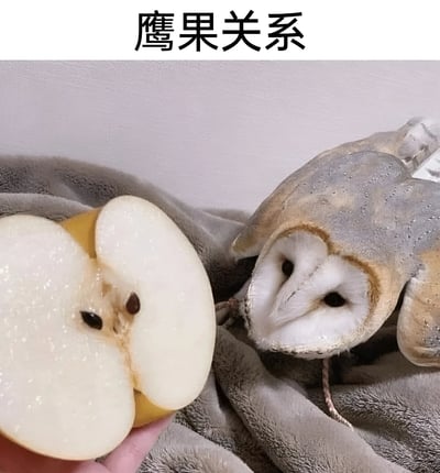 图片展示了一只猫头鹰和一个被切开的苹果并排放置，苹果的切面形状与猫头鹰的面部形成有趣的呼应。上方配有文字'鹰果关系'，利用'鹰'与'因'的谐音制造双关，暗指'因果关系'的谐音梗。