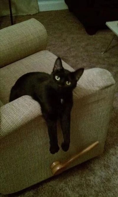 图片中是一只纯黑色的猫咪，正悠闲地趴在米色的布艺扶手椅上。猫咪有着一双明亮的绿色眼睛，眼神好奇地望向上方，前爪自然垂落在扶手边缘，姿态慵懒又可爱。背景是铺着棕色地毯的客厅，隐约可见深色沙发和一张小桌子，整体氛围温馨舒适，展现了宠物在家中放松自在的日常瞬间。