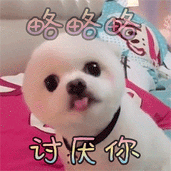 小白狗调皮吐舌说讨厌你