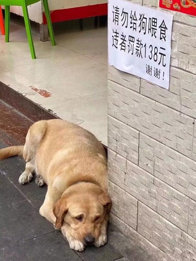 一张真实生活场景照片，一只圆滚滚的浅棕色拉布拉多犬，正委屈地趴在店铺门口的墙角处，它的体型十分肥胖，看起来是被投喂了不少食物。旁边的墙面上贴着一张手写告示，内容为“请勿给狗喂食 违者罚款138元 谢谢！”，狗狗的低落状态和告示形成有趣的反差，仿佛在为不能再吃到路人投喂的食物而难过，画面既搞笑又让人觉得有点可怜。