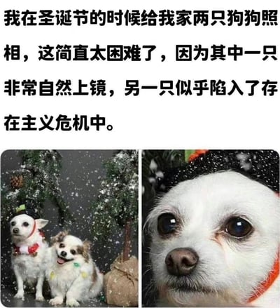 图片上方配有文字说明：“我在圣诞节的时候给我家两只狗狗照相，这简直太困难了，因为其中一只非常自然上镜，另一只似乎陷入了存在主义危机。” 下方分为左右两张图，左侧图中两只狗狗站在装饰有雪花的圣诞树前，背景有飘落的雪花特效，其中一只白色狗狗站姿端正，表情自然；右侧图为特写镜头，另一只白色狗狗戴着黑色圣诞帽，眼神迷茫，表情困惑，完美呼应了文字中“存在主义危机”的描述，整体通过对比展现宠物拍照时的有趣反差。