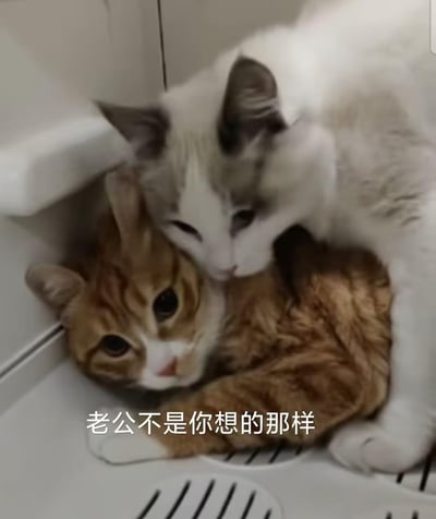 图片中两只猫咪在角落依偎：下方是一只橘色虎斑猫，它仰头睁着圆溜溜的眼睛，表情看起来有些无辜；上方是一只灰白相间的猫咪，身体趴在橘猫背上，前爪轻轻搭在橘猫头部，低头凝视着橘猫，姿态亲昵。图片底部有一行白色文字：“老公不是你想的那样”，仿佛灰白猫在向橘猫解释什么，营造出一种拟人化的趣味场景。整体画面温馨可爱，猫咪的互动充满治愈感，文字则为这一幕增添了幽默的叙事性。
