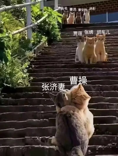 这张图片用猫咪在台阶上的阵型配以文字，巧妙还原了三国演义中“曹操夺张济妻”的历史事件。台阶上不同位置的猫被赋予曹操、张济妻、张绣、胡车儿等三国人物名字，最下方两只拥抱的猫分别标注为“曹操”和“张济妻”，其余猫则各自成列仿佛“守卫”。打破了严肃的历史气氛，增加了萌感和幽默。整体场景通过猫咪的肢体表达和分布，形象演绎了故事情节，属于典型的网络恶搞梗图类型，极具趣味性和反差萌。无谐音梗，但用猫演历史充满调侃味道。