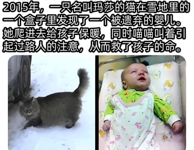 图片上方为文字描述，讲述2015年一只名叫玛莎的猫在雪地里发现被遗弃的婴儿，通过钻进盒子保暖并喵喵叫吸引路人注意，最终成功救了孩子的故事。下方左侧是一只灰色猫咪在雪地中行走的照片，右侧是一名穿着绿色和白色相间衣物的婴儿躺在带有卡通图案床垫上的照片，整体展现了这一真实感人的动物救人事件。