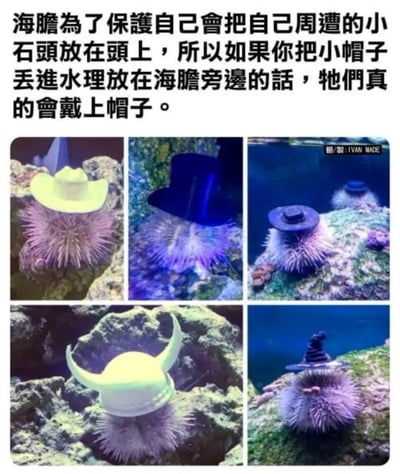 这张图展示了一个有趣实验：有人发现海胆会把周围的小东西顶在头上保护自己，如果把迷你帽子放到水族箱里，它们真的会自己戴上去。图片下方展示了多只海胆分别戴上牛仔帽、礼帽、维京帽、巫师帽等各种道具帽子，场面十分魔性且搞笑。

没有明显的双关语或谐音梗，属于生物行为结合人类恶搞文化的趣味图片。
