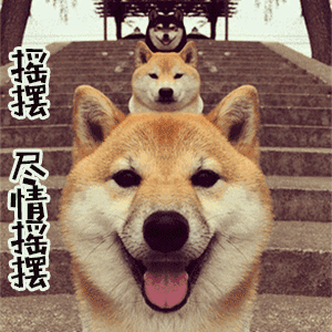 柴犬开心摇摆表情包
