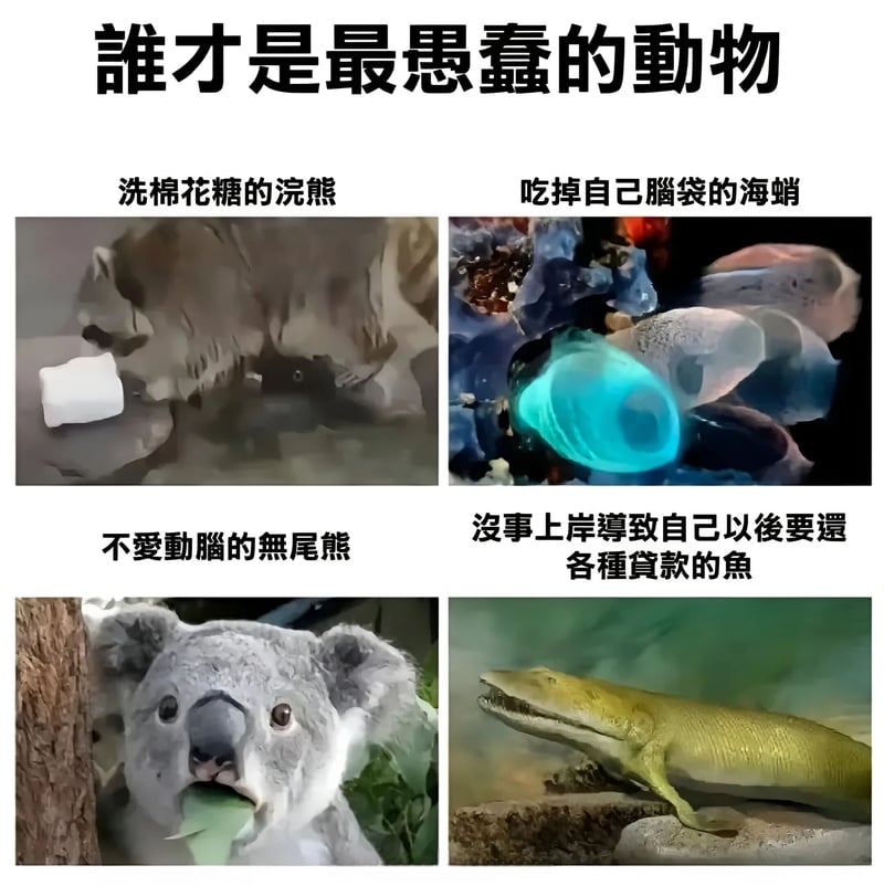 鱼