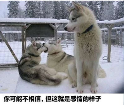 图片中三只哈士奇在雪地里，其中两只亲昵地互相舔舐，第三只站立在一旁平静观望。图片底部配有文字：'你可能不相信，但这就是感情的样子'，通过动物的互动幽默地诠释感情的表现。