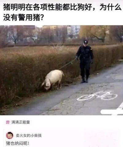 这张梗图展示了一名警察牵着一头猪在街道上行走的场景，上方配有文字‘猪明明在各项性能都比狗好，为什么没有警用猪？’，下方评论区有用户留言‘猪也纳闷呢！’，通过幽默的方式提问为何猪未被用作警用动物，引发笑点。