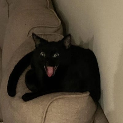 一只纯黑色的猫咪坐在米白色的沙发上，身体蜷缩着，前爪自然伸展。它张着嘴巴，粉红色的舌头吐了出来，眼睛瞪得圆圆的，看起来既惊讶又有点搞笑。背景是简单的家居环境，整体氛围轻松有趣。