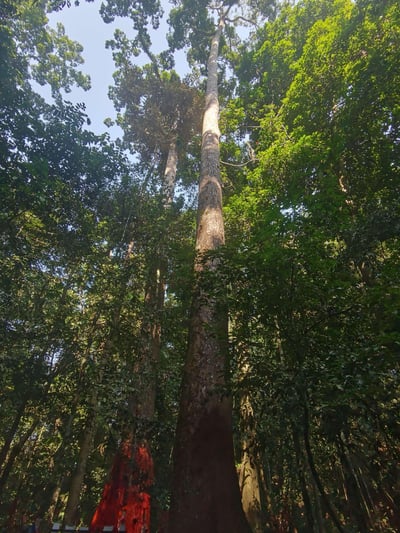这是一张以仰视角度拍摄的原始森林场景照，画面中数棵粗壮高大的乔木直耸入云，其中一棵树干通直修长，下半段带有深色痕迹，旁侧树干还有红色印记；层层叠叠的翠绿阔叶将树干环绕，阳光穿透叶隙，在树干与叶片上形成明暗交错的光影，尽显热带雨林的苍劲磅礴与自然生机。