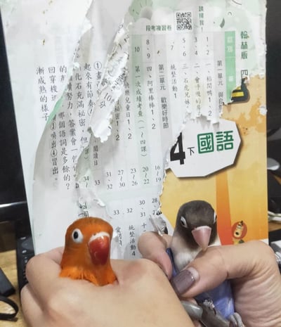 这是一张趣味视觉错位实拍图：背景是被撕咬得破损严重的中国台湾翰林版小学4年级下册国语段考复习卷，前景中一只手戴着橙色小鸟造型的手指套，另一只手握着一只真实的灰头鹦鹉，利用拍摄角度制造出鹦鹉是啃坏课本的“肇事者”的搞笑假象。课本上清晰可见单元课程安排、段考复习计划以及部分语文练习题，破损的痕迹进一步强化了“小鸟啃书”的错觉，整体画面充满趣味，调侃了宠物拆家的日常。
