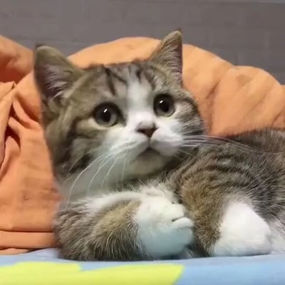 一只可爱的灰白相间猫咪正趴在橙色的毯子上，它有着大大的圆眼睛，耳朵竖起，表情看起来既好奇又放松。猫咪的前爪自然地蜷缩在胸前，身体呈现出舒适的姿势，背景是柔软的橙色毯子，整体画面给人一种温馨治愈的感觉。